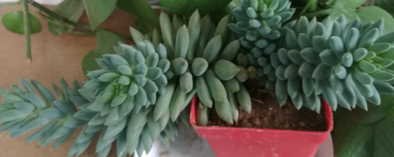 千佛手怎么造型 千佛手怎么造型图片