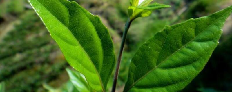 绿豆腐是什么植物（绿豆腐是什么植物做的）