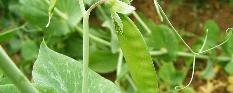 荷兰豆有毒吗（没炒熟的荷兰豆有毒吗）