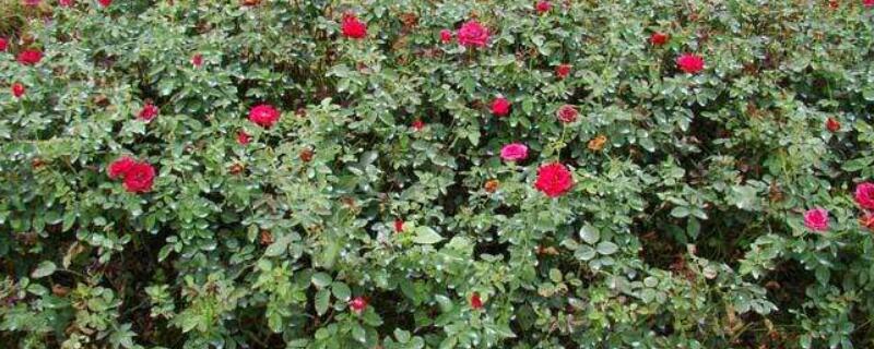 地栽月季僵苗了怎么办 刚种的月季僵苗怎么办