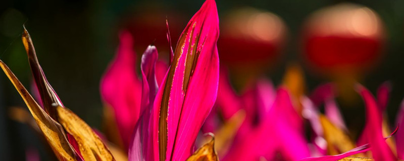 朱蕉无根怎么在水里养 朱蕉水养怎样生根快