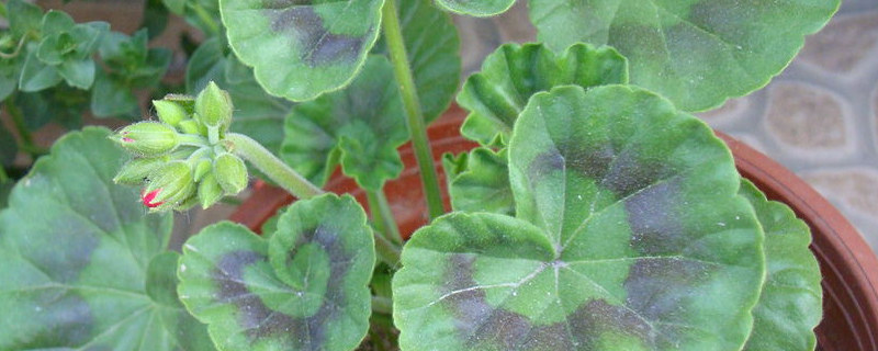 香叶天竺葵怎么不开花 天竺葵长叶不开花