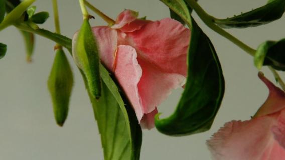 海娜花有毒吗 海娜花对人体有没有害