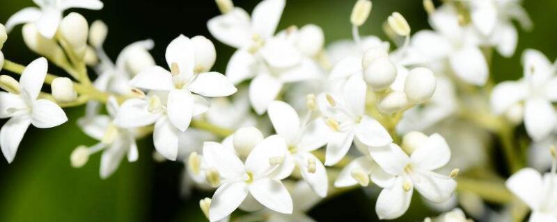 夜香树和夜来香区别 真正的夜来香图片