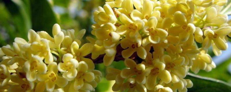 桂花掉叶子是怎么回事（桂花叶子尖干枯是什么原因）