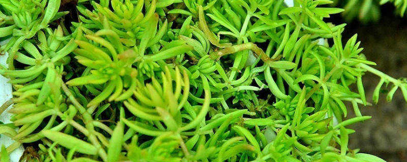 佛甲草怎么爆盆（佛甲草怎么爆盆好看）