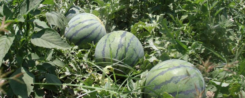 种西瓜的方法和枝术（种西瓜咋种）