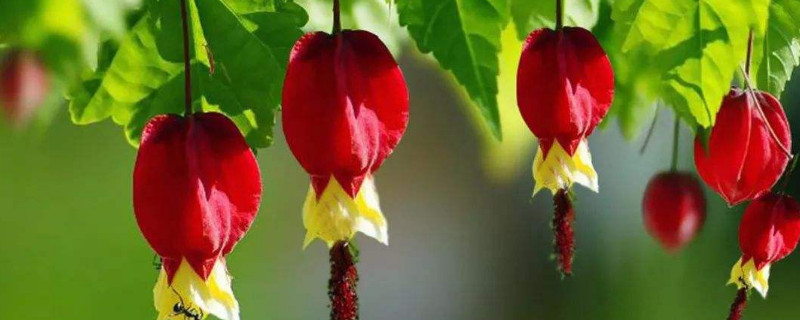 蔓性风铃花对人有害吗（蔓性风铃花花期有多长）