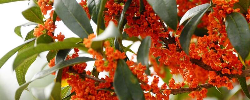 沉香桂与状元红区别（状元桂和沉香桂哪个好）