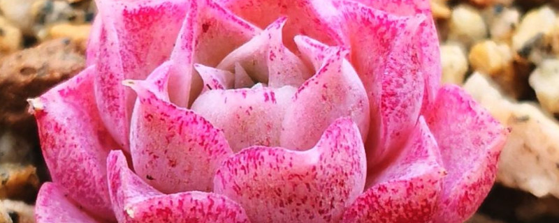 多肉有点皱皮怎么办（多肉表皮皱了怎么办）