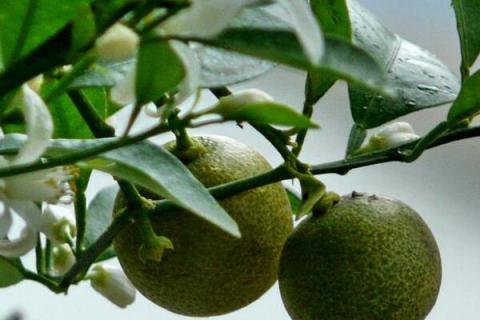 金桔枝条变黑处理方法