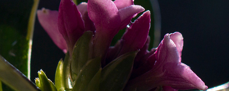 金边瑞香夏天掉叶子 金边瑞香夏天掉叶子怎么办