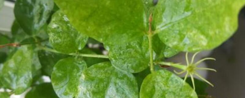 金桔树卷叶子怎么补救 金桔树卷叶子怎么补救图片