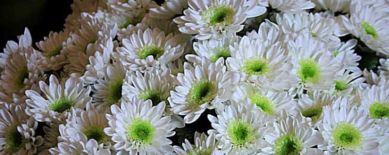 多头菊怎么修剪（多头菊怎么修剪才能开花）