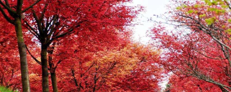 红枫象征什么（红枫象征什么意义）