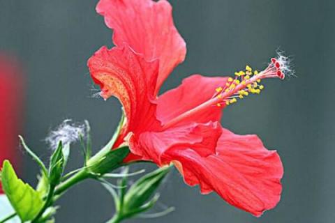 状元红花喜阳吗