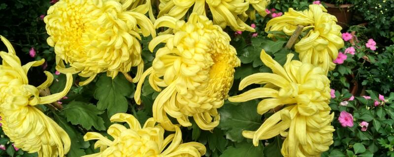 扫墓用什么花 清明扫墓用什么花