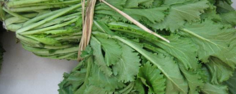 雪里红种植时间和方法 雪里红什么时间种植