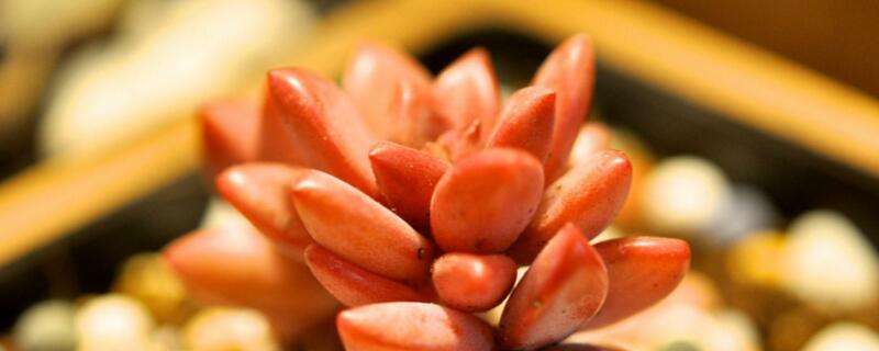 姬胧月和布丁的区别（姬胧月和胧月有什么区别）