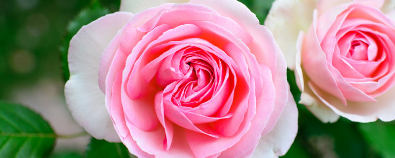 龙沙宝石如何过冬（龙沙宝石冬天可以在外面过冬吗）