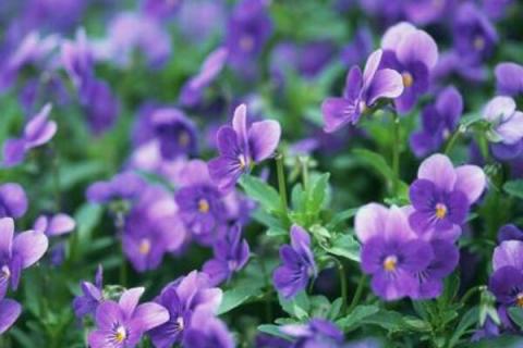 蝴蝶花几点开花时间