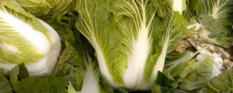 5月份适合种什么菜 5月份适合种什么菜和水果