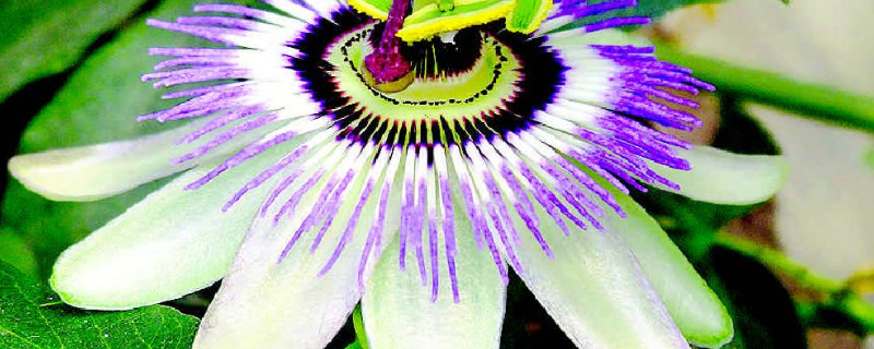 盆栽西番莲的种植方法（盆栽西番莲的养殖方法）