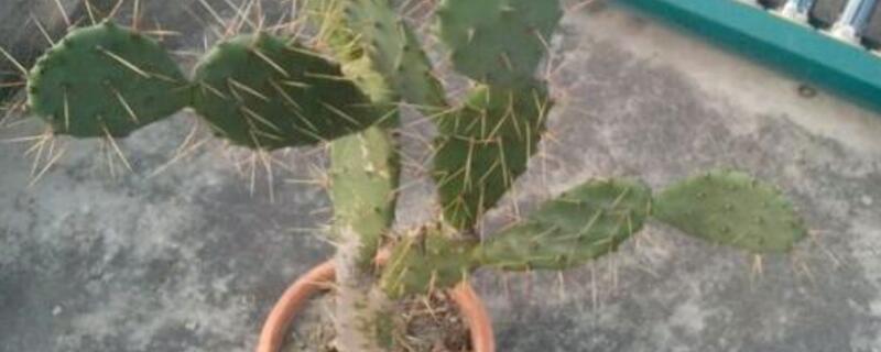 牛舌掌与黄大刺的区别 牛舌头草是不是土大黄