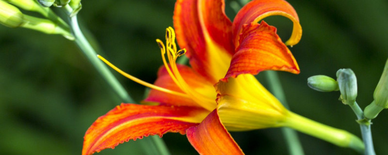 大花萱草种植方法 大花萱草种植方法视频