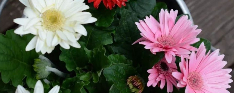 非洲菊怎么修剪（非洲菊修剪方法图解）