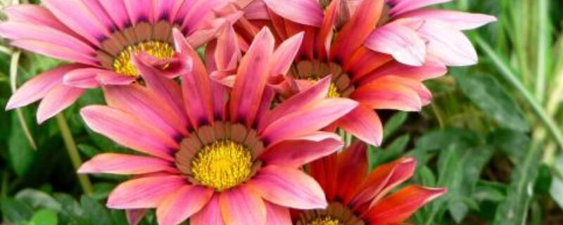 勋章菊能开几年（勋章菊一年开几次）