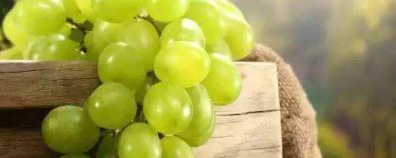晴王葡萄和阳光玫瑰的区别 阳光玫瑰和晴王是一种葡萄吗