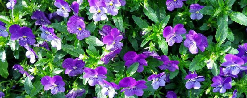 角堇第二年会复花吗（角堇第二年还会开花吗）