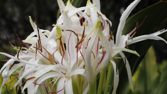 文殊兰叶子下垂