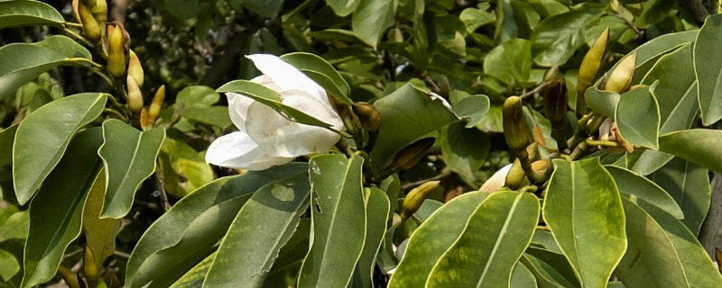 黄桷兰树尖发黄 黄桷兰叶片发黑是怎么回事