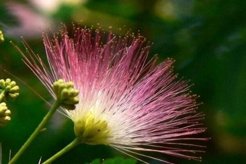 合欢花与芙蓉花的区别