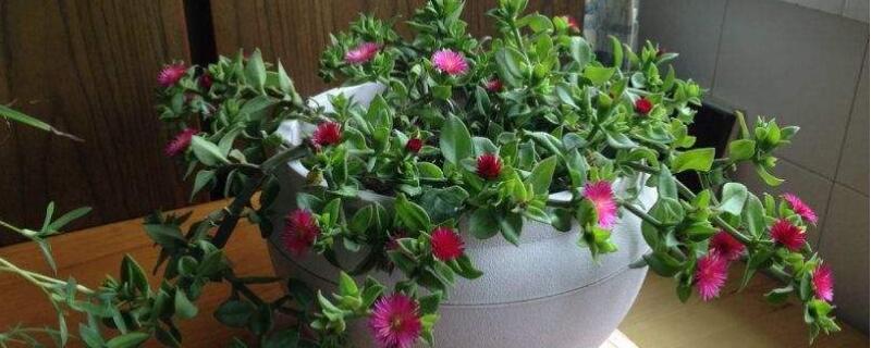 心叶日中花怎么换盆（心叶日中花怎么移栽）