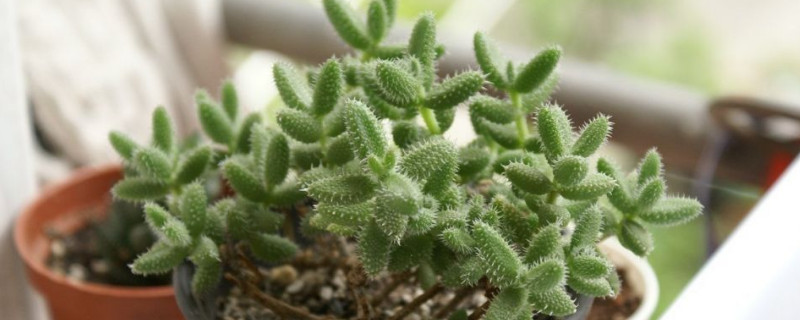 雷童徒长怎么办（雷童怎么养）