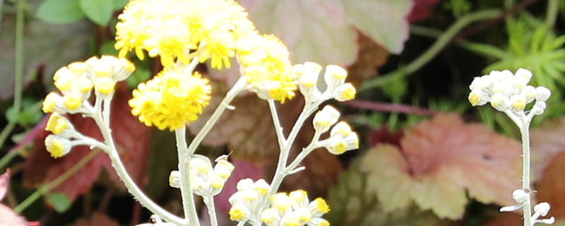 银叶菊怎么修剪（银叶菊修剪方法）