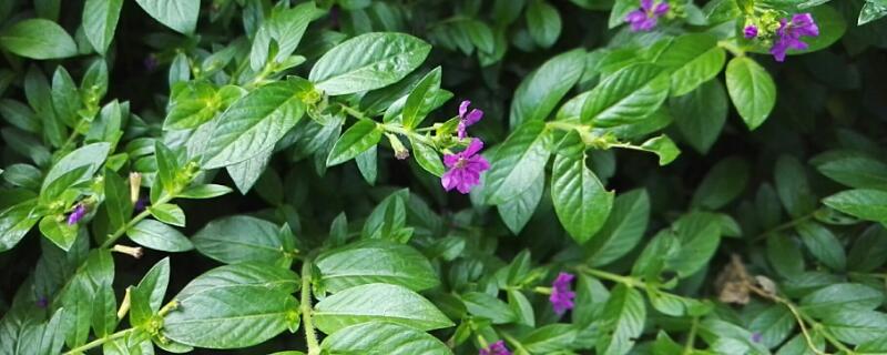 萼距花有毒吗 萼距花有毒吗?动物能吃吗