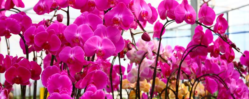 适合春节摆放的花卉（适合春节摆放的花卉植物）