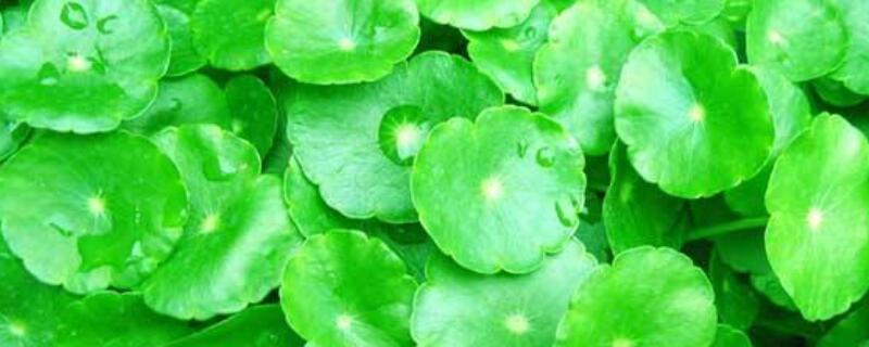 金钱草插枝怎么种（金钱草插枝怎么种植视频）