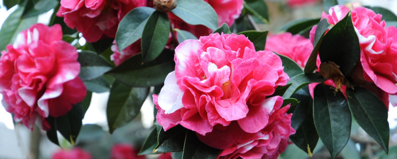 四季常青又耐寒的花 北方室外四季常青又耐寒的花
