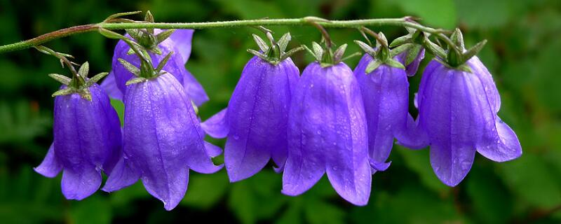 风铃花蔫了怎么处理 风铃花蔫了怎么处理好