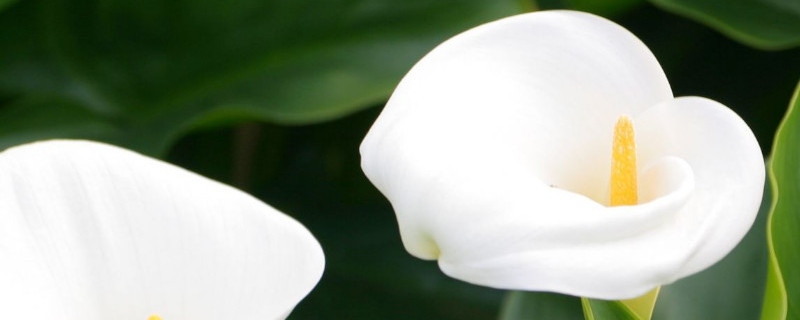 海芋花和马蹄莲对比（海芋花和马蹄莲对比视频）