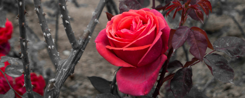 三朵玫瑰代表什么意思 二朵玫瑰代表什么意思