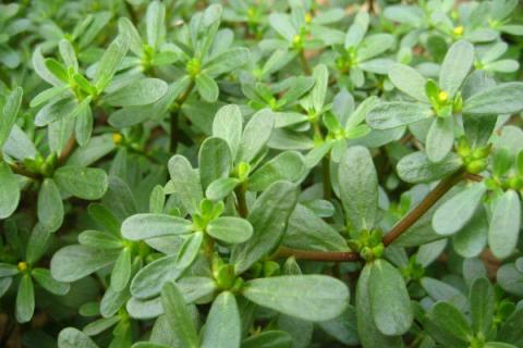 马齿苋叶子上有白斑能吃吗