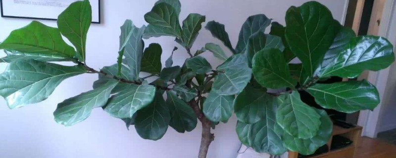 客厅适合放什么大盆栽（客厅适合放什么大盆栽好看）