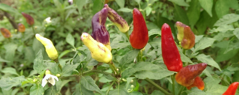 五彩椒怎么人工授粉 五彩椒需要人工授粉吗