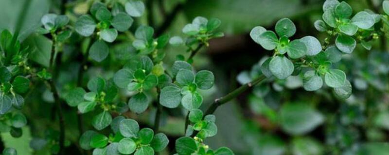 如何给植物补铁（植物补铁最快的方法）